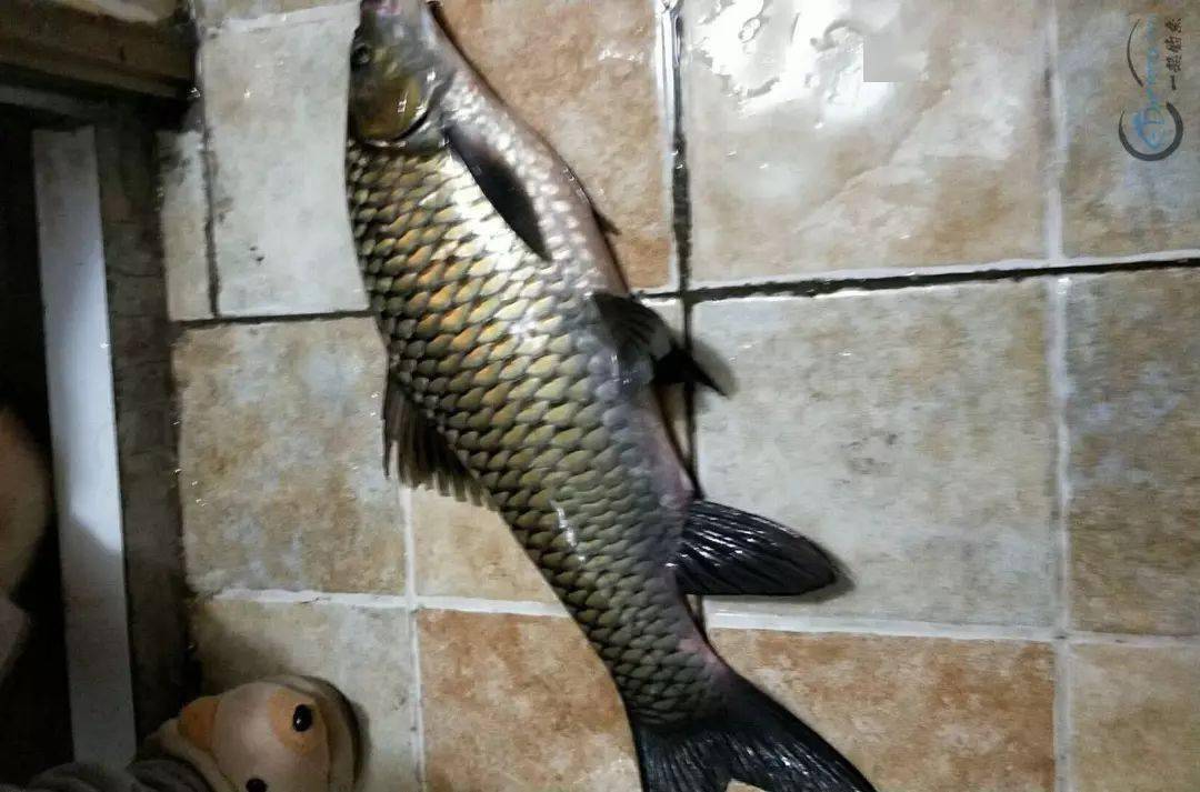 高山水库里面清波鱼很多时常看到一群群来回游动