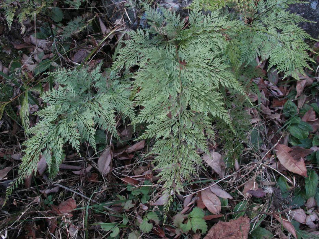 龙观五龙潭,一个蕨类植物的天堂