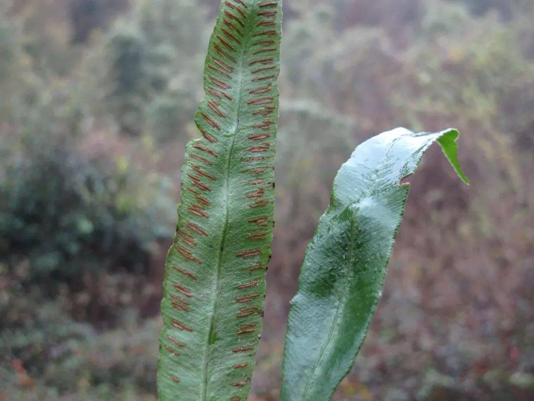 假雙蓋蕨(蹄蓋蕨科),中志為單葉對囊蕨,一種地生的單葉蕨類,往往成片