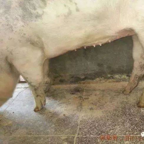 腿瘸不仅是链球菌，快看腿瘸的几种病_治疗_关节_临床