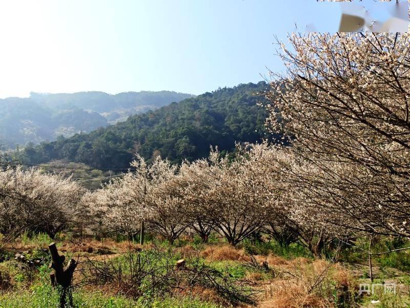 青梅|福州永泰:梅花绽放引客来