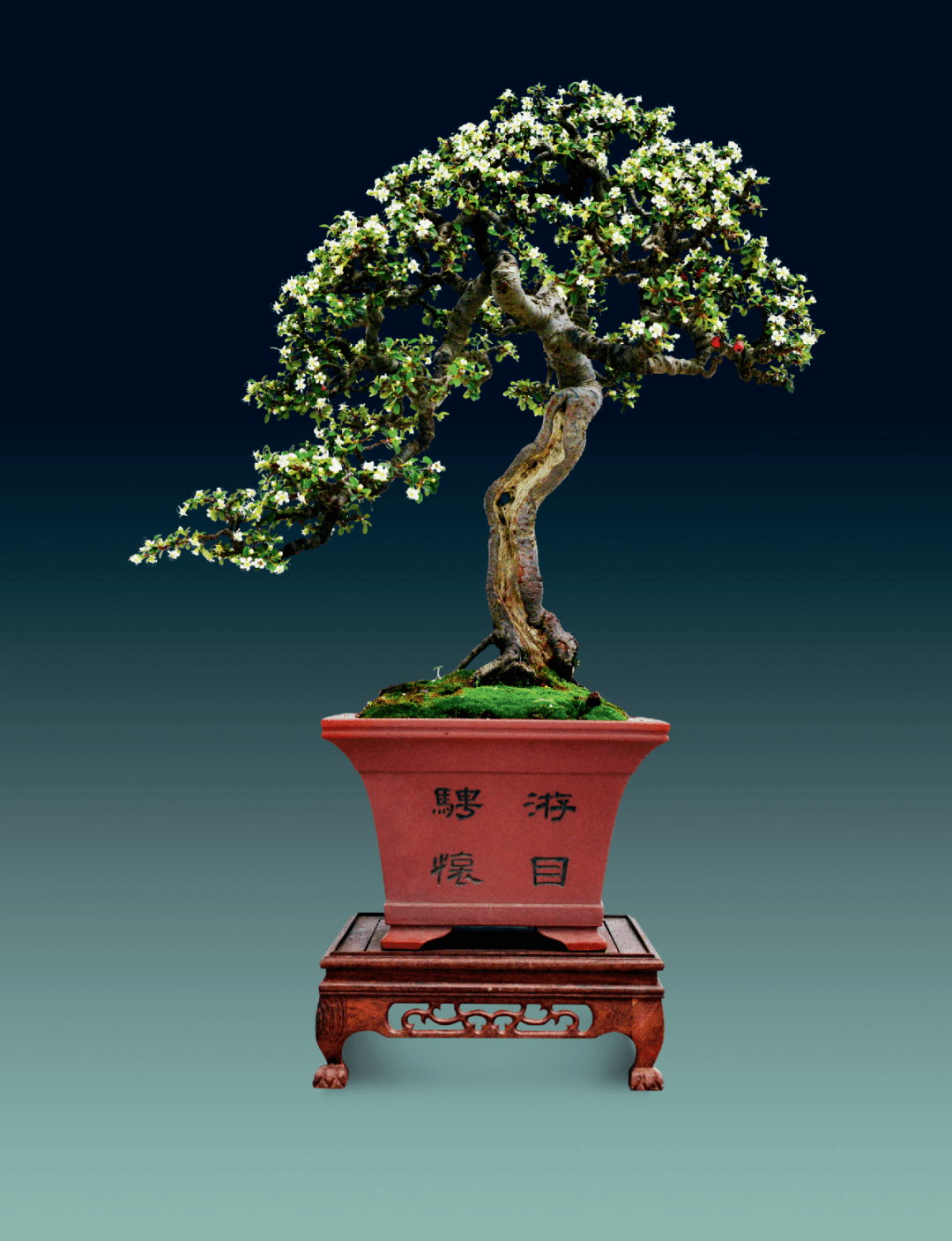 做一棵懂得感恩的树栒子盆景大地情怀创作随想