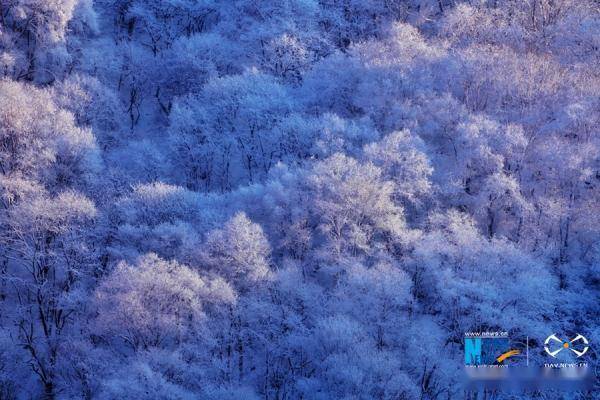 关山|雪落莲花台：树树着银装 山山皆素色