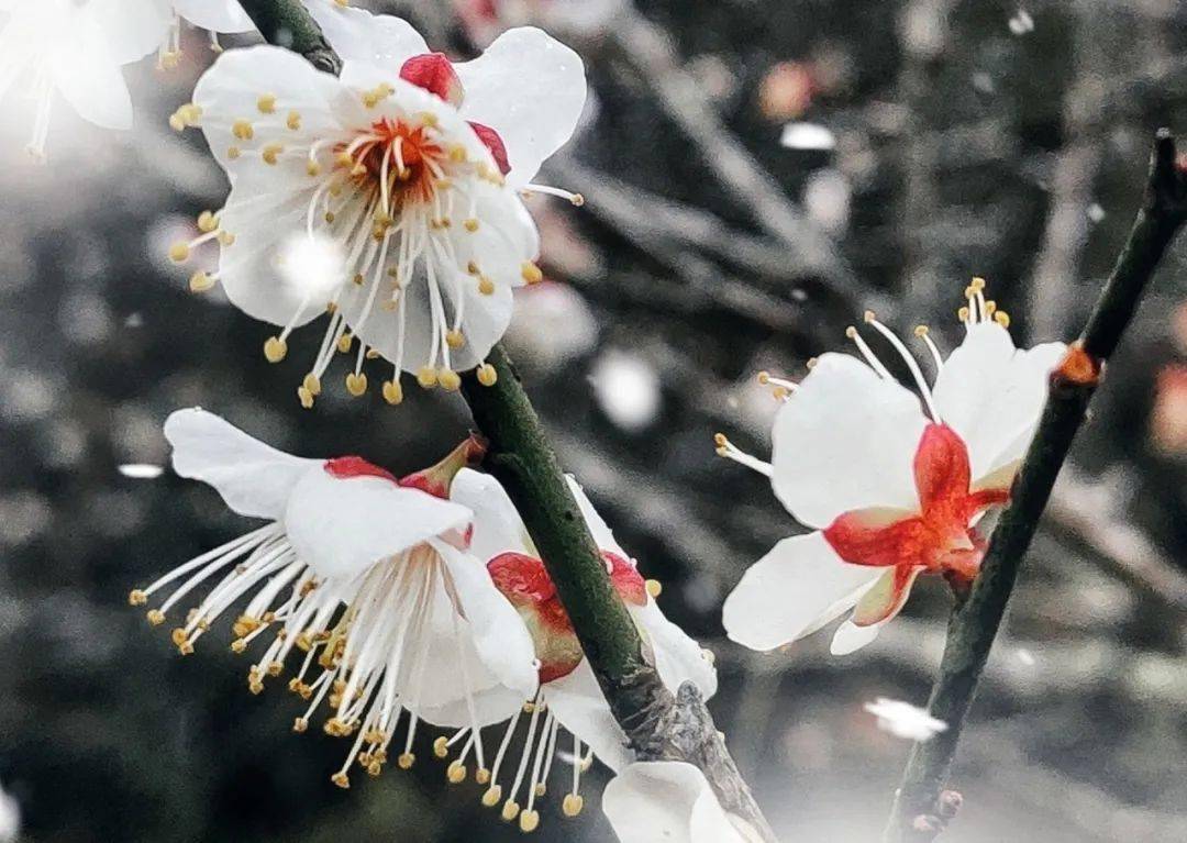 延续梅花节这一荔波冬季旅游品牌,2022中国·荔波第十七届梅花