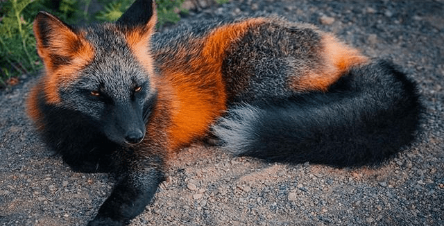 24种罕见颜色动物欣赏