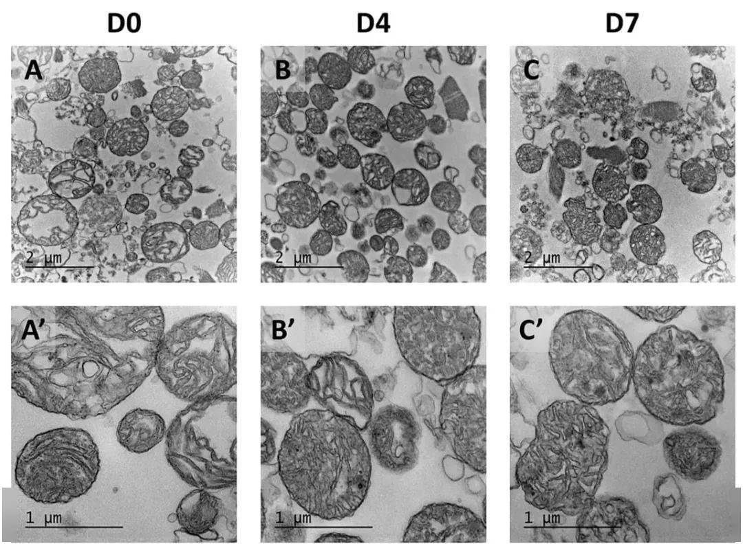 4℃第4天,4℃第7天魚肉中的線粒體變化,首先看電子顯微鏡