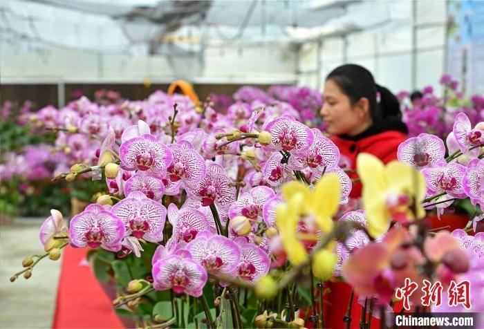 山腰街道|福建泉港：百花争艳年味浓