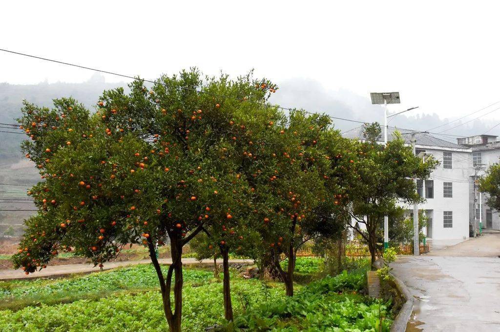 河口镇车田村庭院经济助力乡村振兴