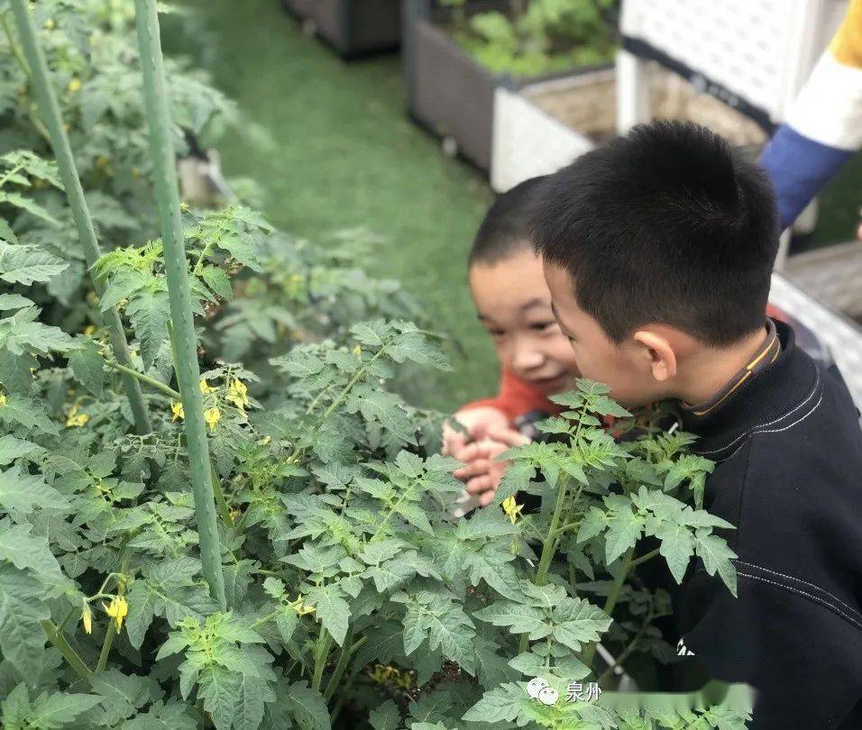 什么时候适合种小番茄 68fd375172594c48bb40e347df279a60.jpeg