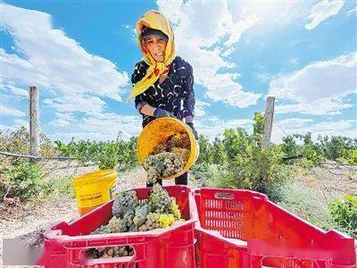 体系|“十四五”宁夏这样开局起步|宁夏葡萄酒:递出“紫色名片”