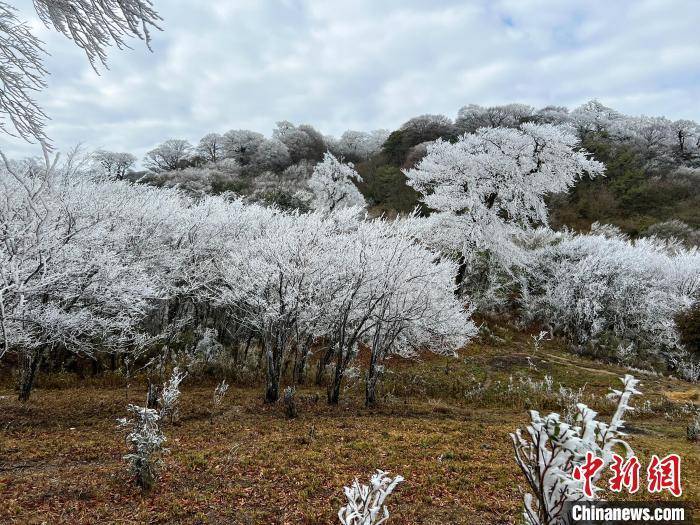 杆洞乡|广西北部深山出现一片彩色雪原