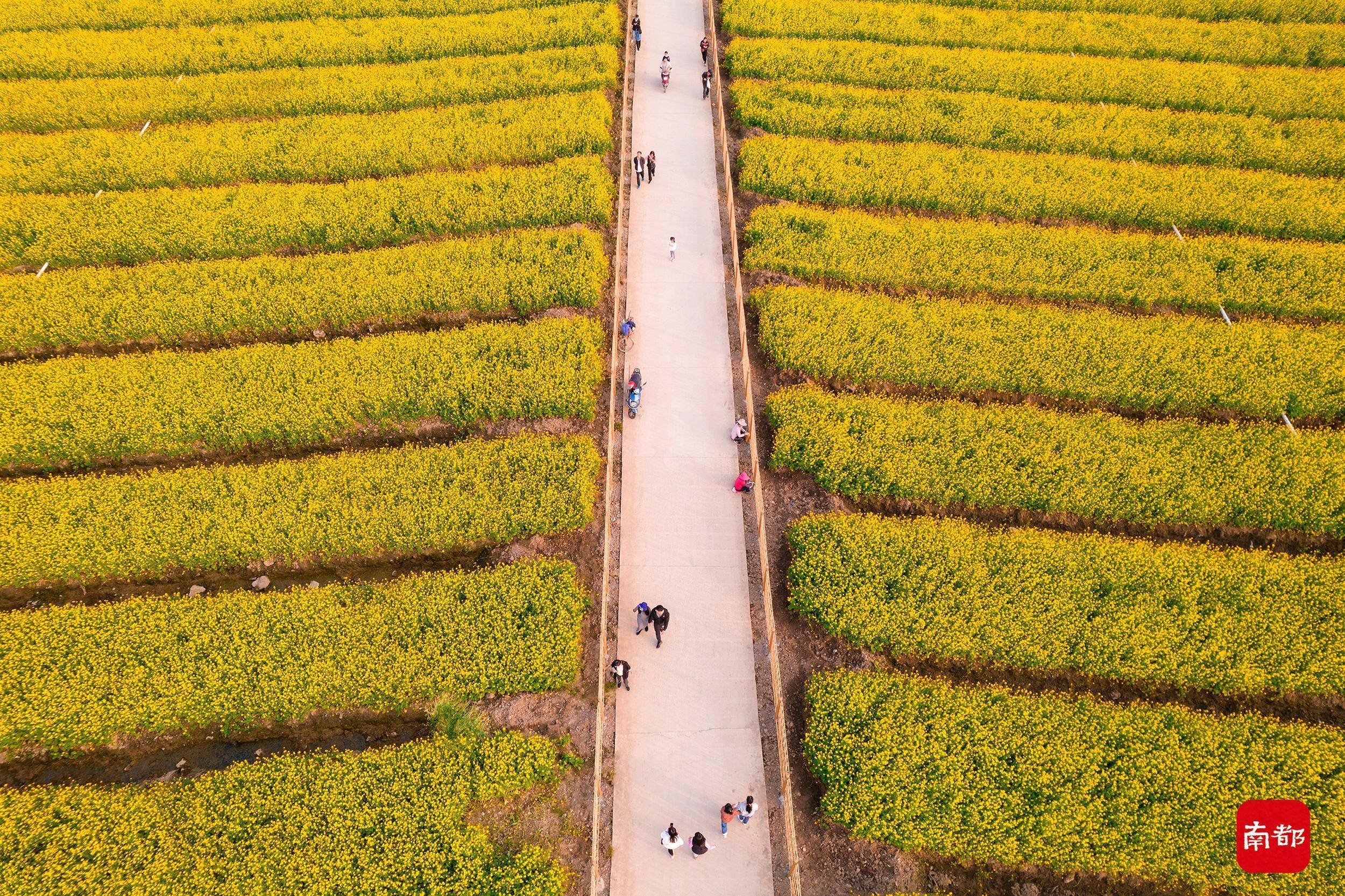 南沙|春来早！广州南沙百亩油菜花绽放，似金黄 “地毯”超高颜值