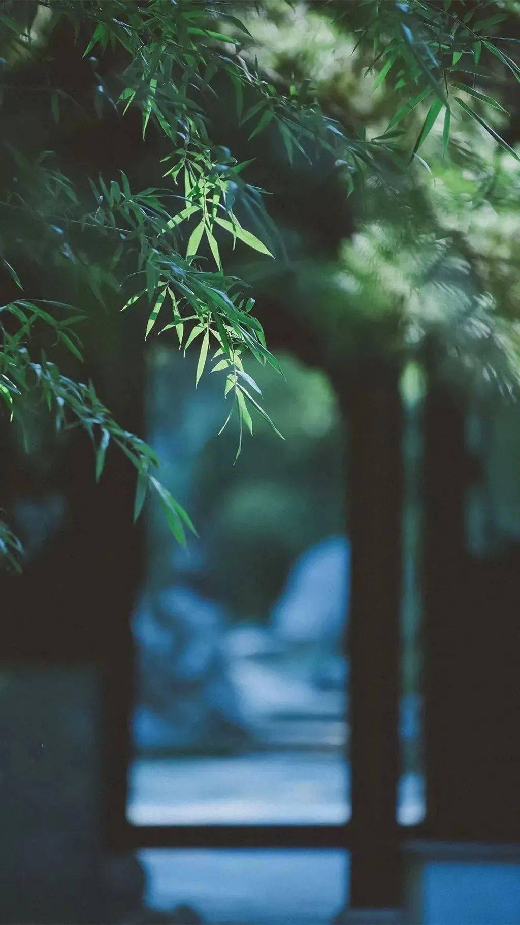 竹,最高境界的风骨._竹子_气节_滢滢