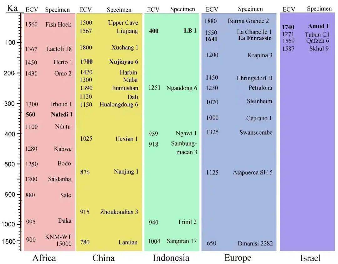 中更新世时期脑容量最大的古人类是谁，答案揭晓了！