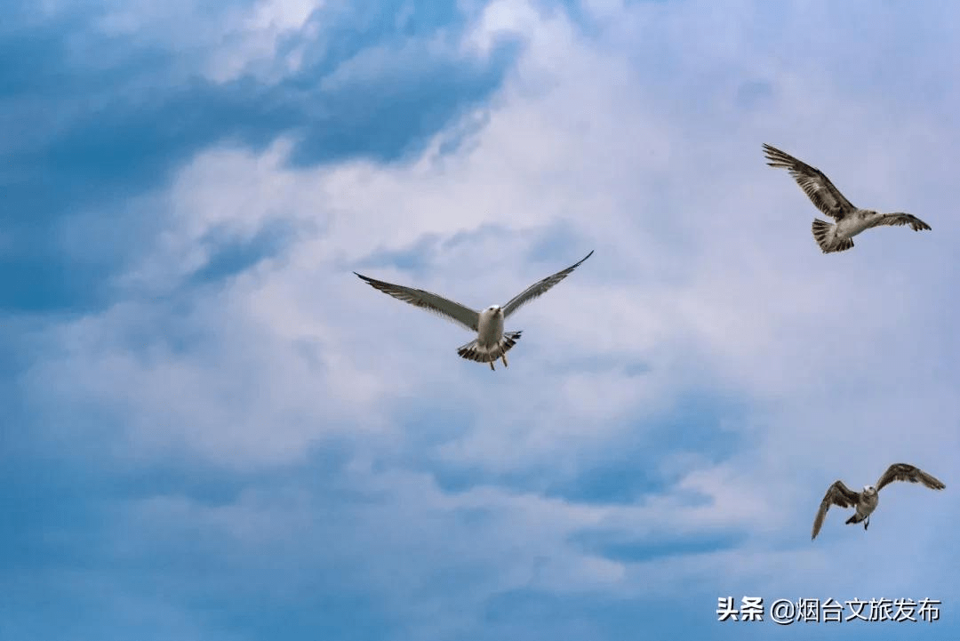 海鸥|海鸥、大海，来一场浪漫的邂逅吧！一起走进仙境蓬莱贺年会——滨海鸥遇蓝色游?