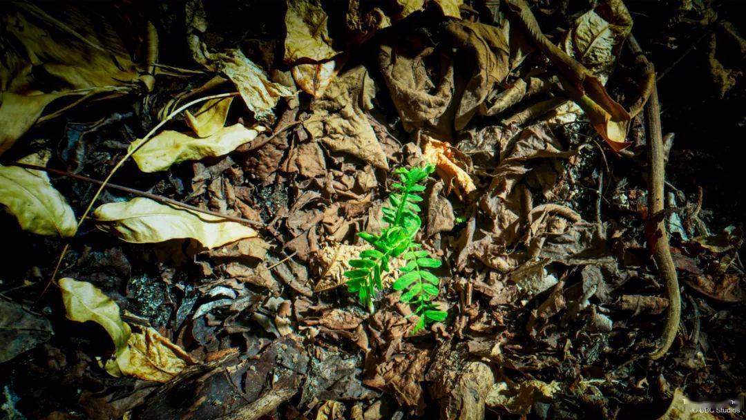 回归又是9.9！全球「第一美」，夸就完了！