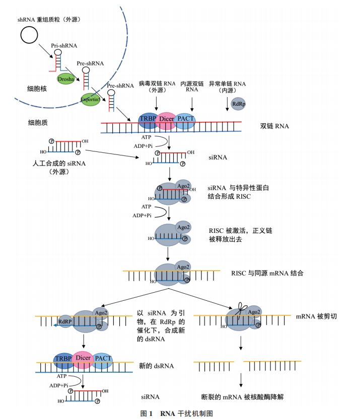 三种RNA示意图图片