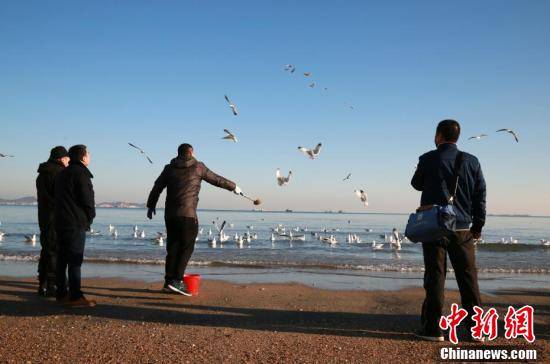 风景|海鸥翔聚烟台海滨 成冬日和谐风景