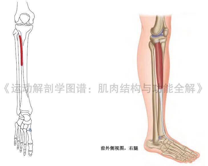 收藏這篇就夠了!_運動_肌肉_神經