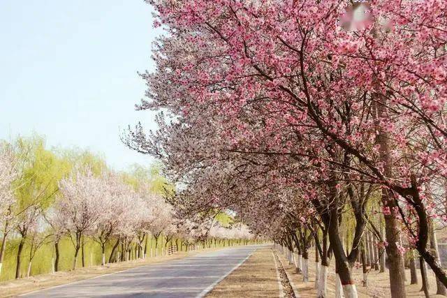 同时,紫叶李也适合栽种于庭院,广场等区域,让城市园林景观的绿化建设