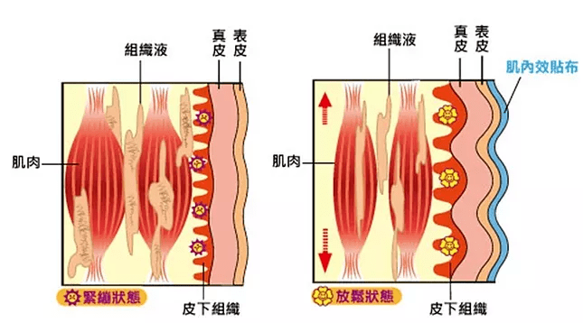 皮下组织_肌肉_特性
