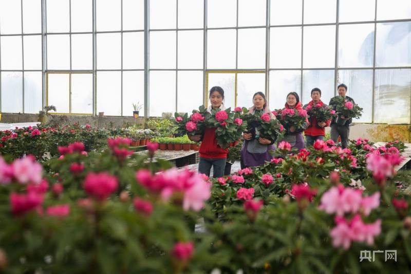 贵州|贵州百里杜鹃：杜鹃花走俏春节市场