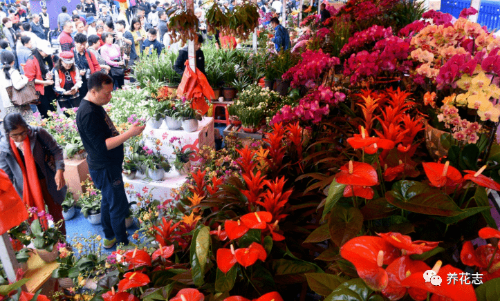 春节前逛花市 买盆栽不绕开这3个 坑 就等着交 智商费 吧 植物 花草 叶子
