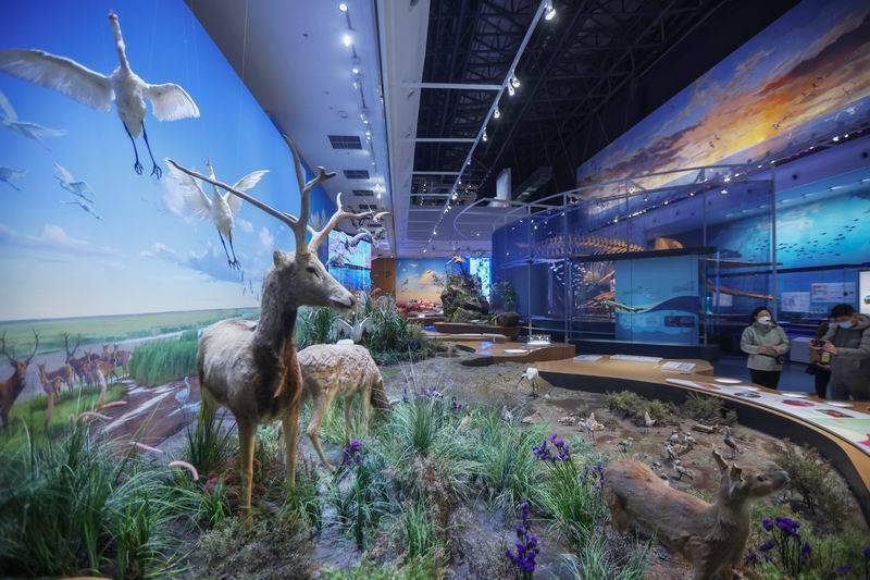 标本|世遗录｜中国黄海湿地博物馆开放，诠释“人与自然和谐共生”