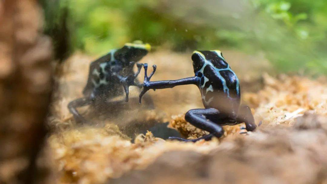 用毒蛙的毒毒毒蛙毒蛙会被毒蛙的毒毒死吗