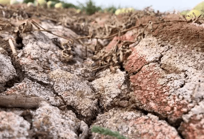 土壤太"咸"了,作物遭殃了!盐渍化咋解决?_盐分_设施_种植