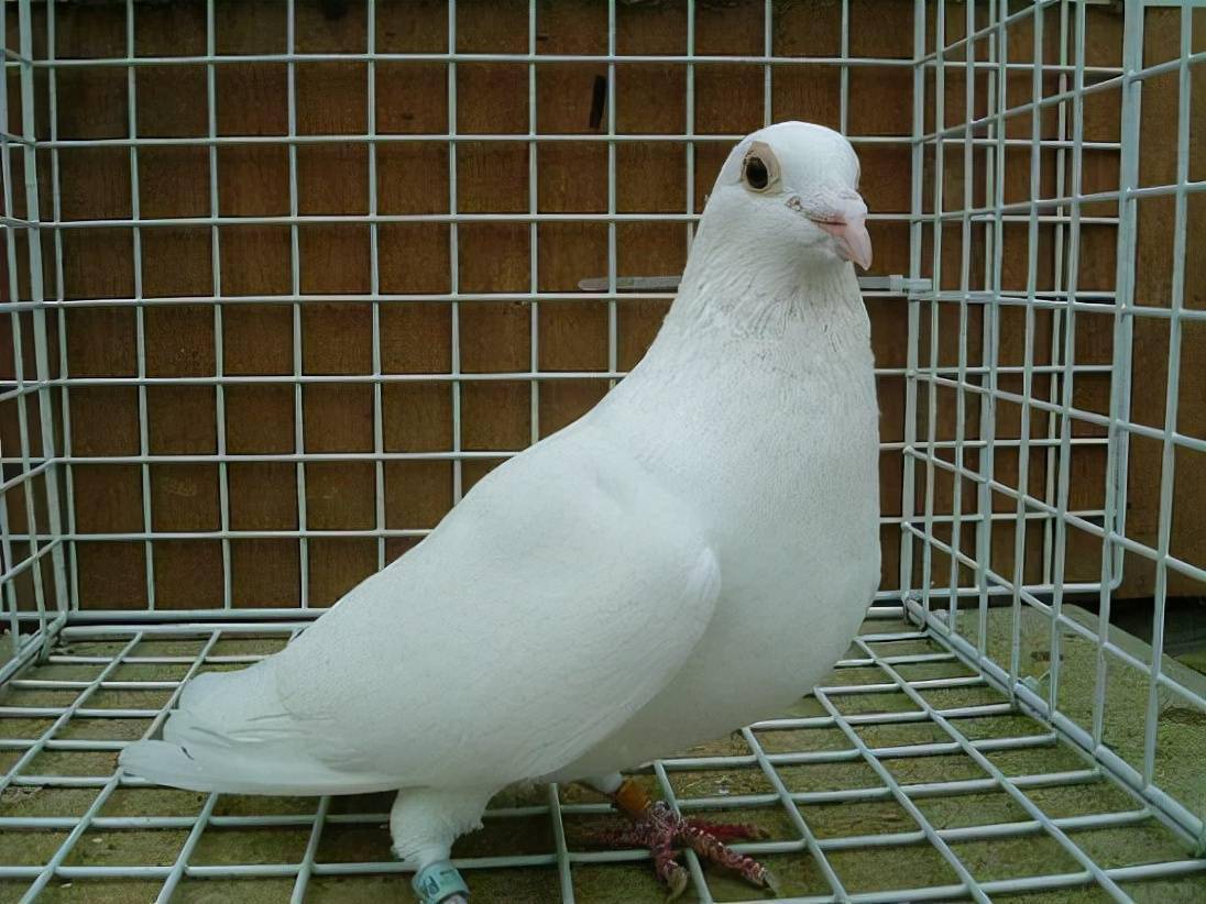 鸽子怎么做法好吃呢 9c9e3ea5711d4573a30b1c967b4ec0e5.jpeg