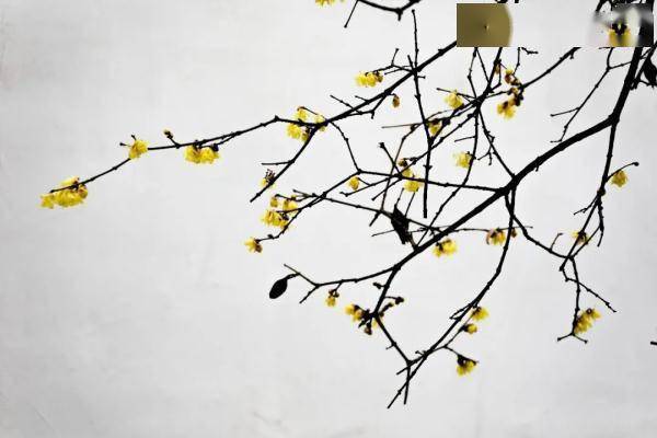 盛花期|160多岁的“江南第一梅”迎来盛花期！一起来“云赏”