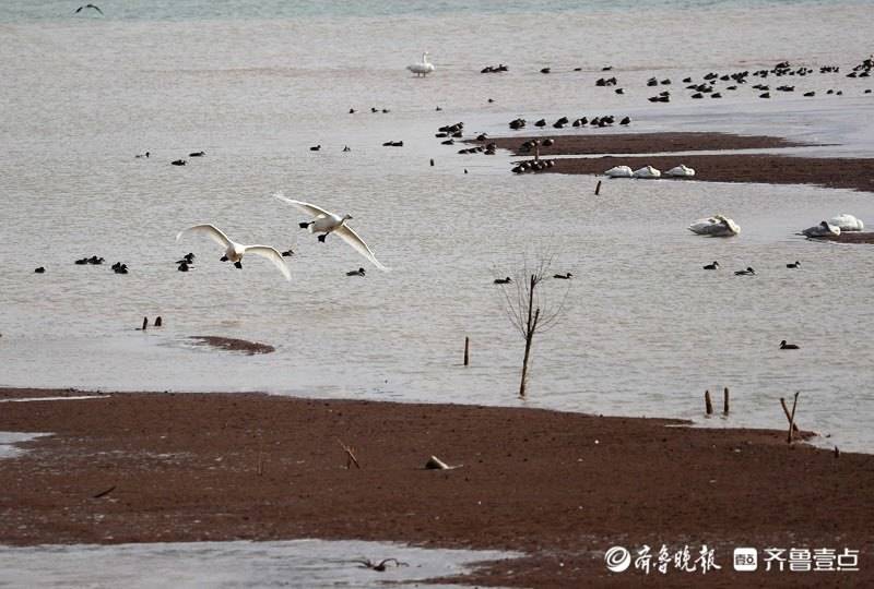 情报站|生态美如画！济南龙湖湿地变天鹅湖，翩翩起舞惹人醉！