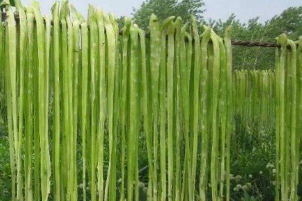 貢菜渦陽貢菜原材料為渦陽苔幹,新鮮苔幹去皮後翠綠剔透,晾曬脫水後