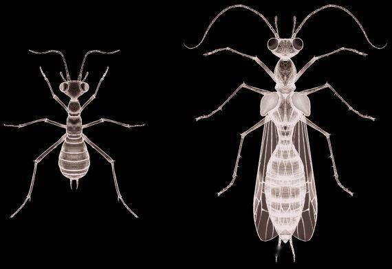 远古发现丨这种1亿年前的昆虫堪称“影帝”