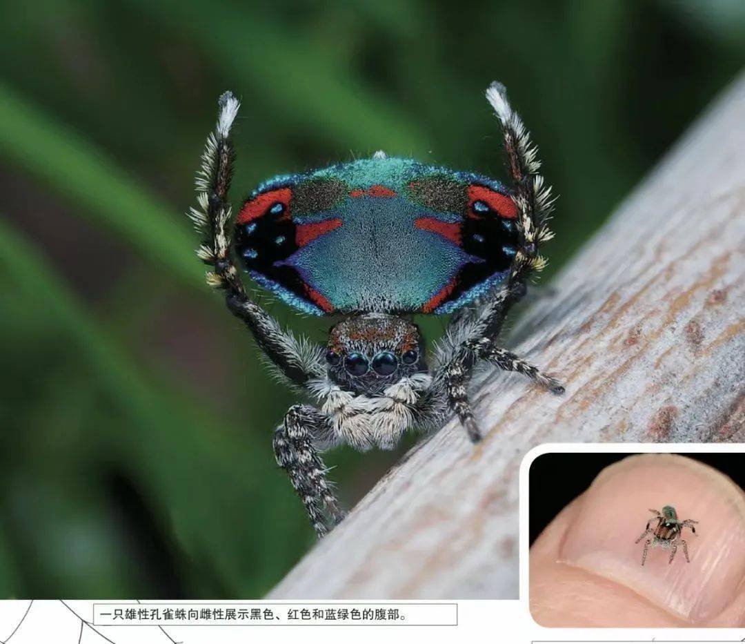 の*る様 万象 クモの巣錦 超美株 糊斑 極上班 K*