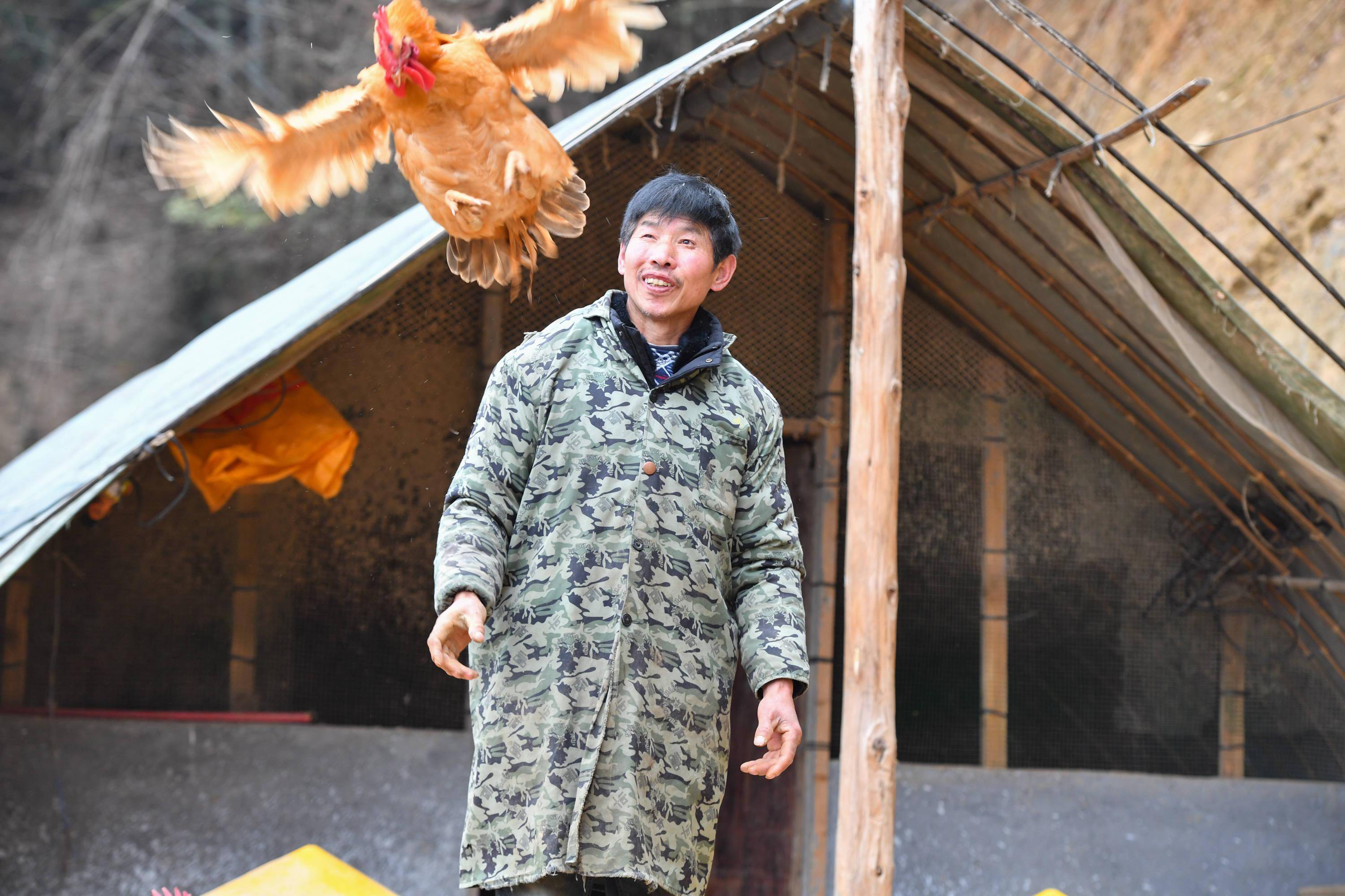 赢村的老鸦窝生态农场放养的鸡（2022年1月12日摄）。新华社记者 陈泽国 摄