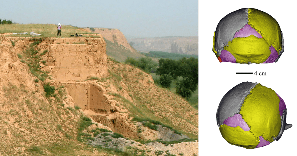 研究发现许家窑人是中更新世脑容量最大的“大头人”