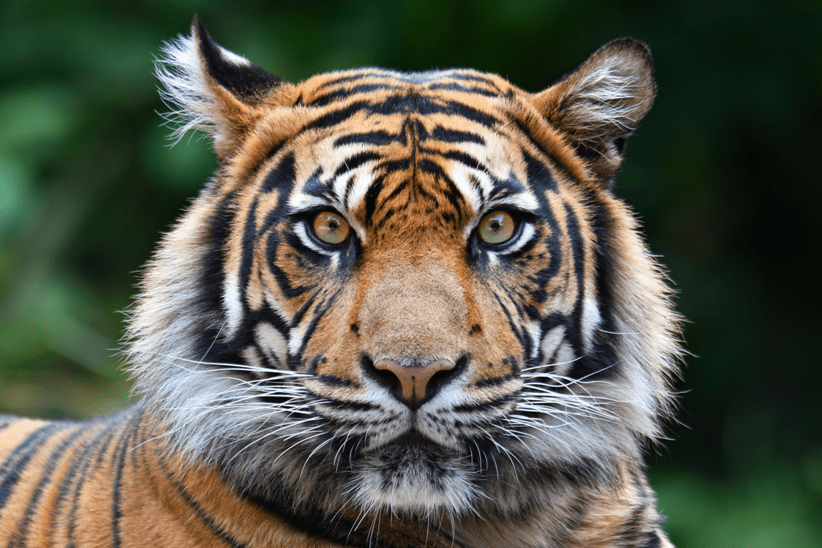 老虎何时起源？人何时与黑猩猩“分离”？起底哺乳动物演化路线