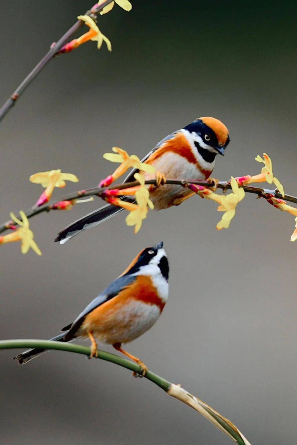 2020喜事临门红头喜鹊图