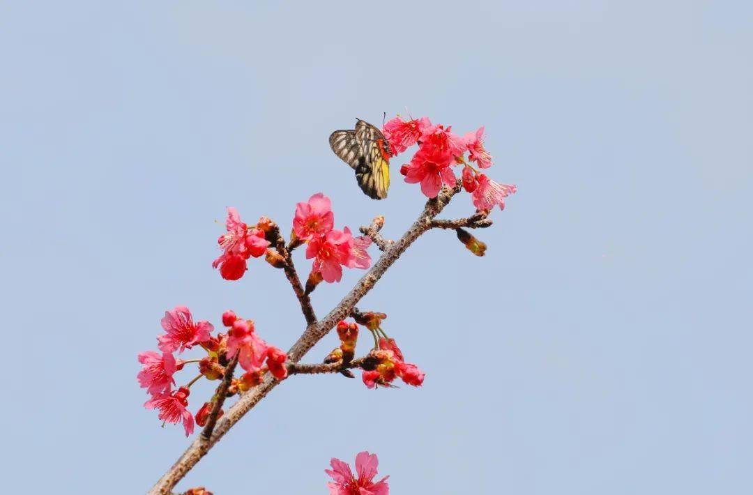 粉雾仙境厦门这里2000多株樱花绽放