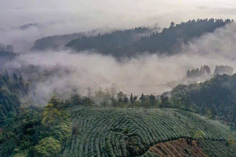 纳溪梅岭茶山公园图片