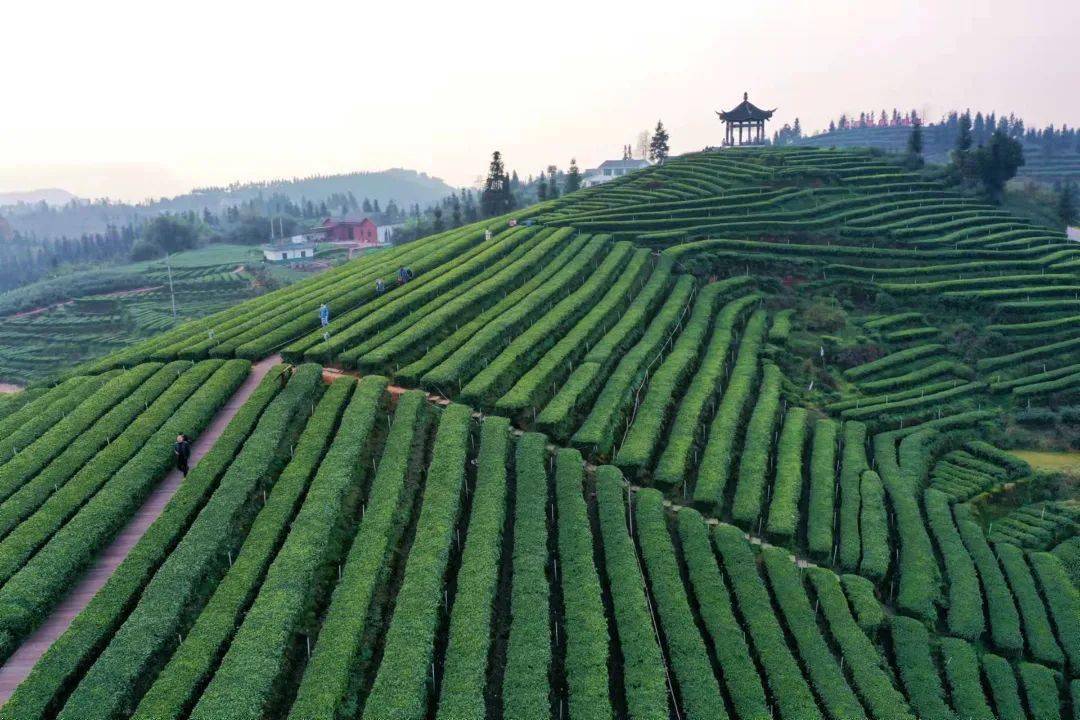 纳溪特早茶,开采咯!_茶山_梅岭村_茶园