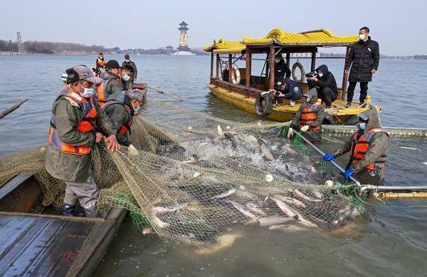 泰州:人欢鱼跃冬捕忙_捕捞_顾继红_董大鱼