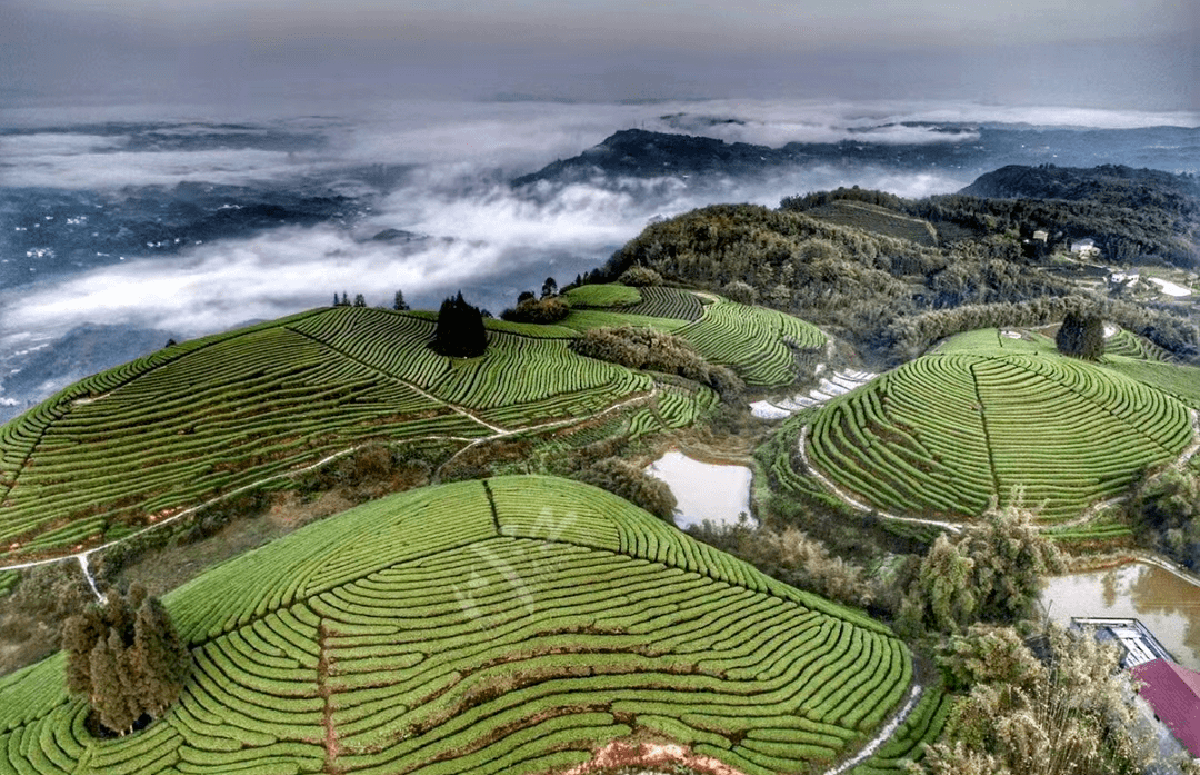 茶山_梅嶺村_茶園