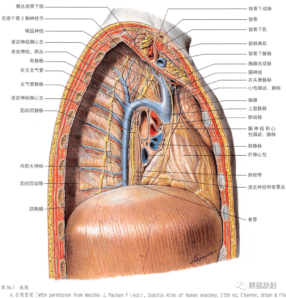 肌间隔解剖图图片