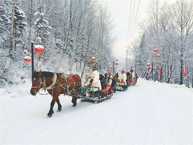 游客|蹦雪极 坐马车 雪野撒欢儿