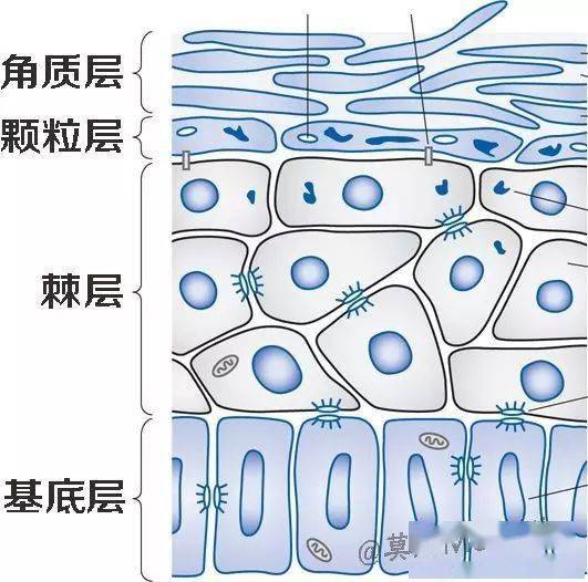 方法如何辨别自己的肤质？