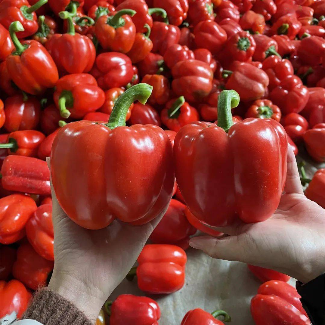 多彩味道好,营养丰富能当水果配菜主菜生吃一手握不下"椒之大椒tian