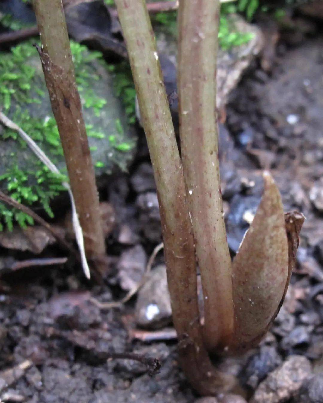 几十年来,浙江一地首次发现_独花_林海伦_叶片